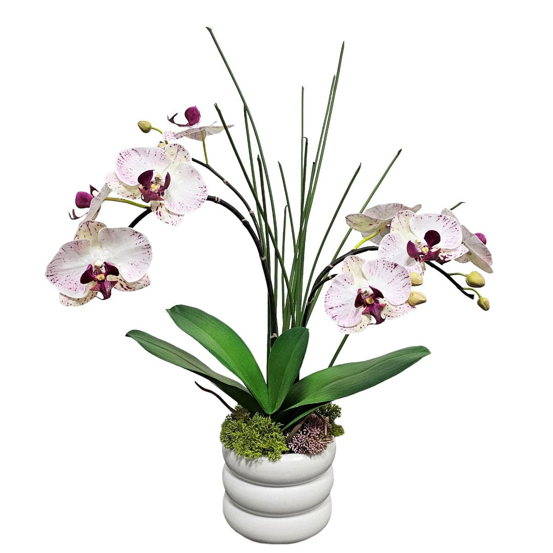 Speckled Phalaenopsis Orchids with Leaves and Sedum in Ceramic.  FH: 25"