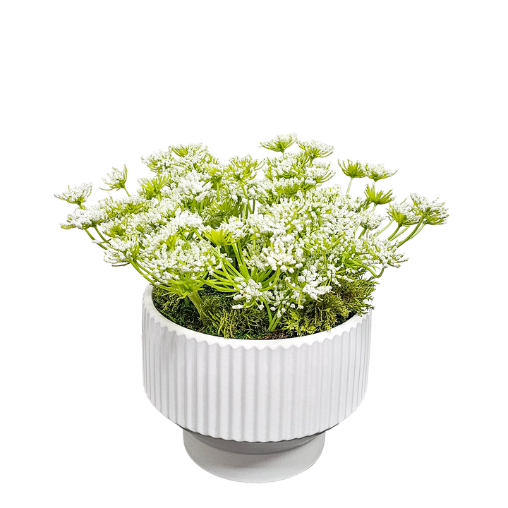 Queen Annes Lace in Linear Fluted Planter.  FH:10"