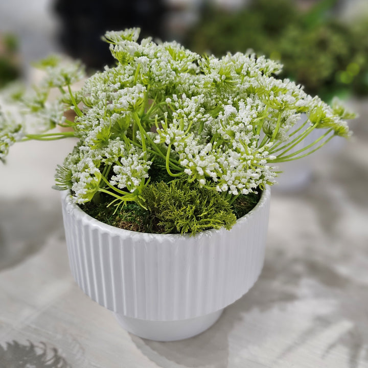 Queen Annes Lace in Linear Fluted Planter.  FH:10"