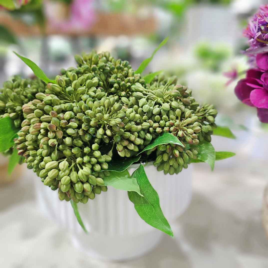 Sedum in Fluted Ceramic Bowl. FH:  10"H