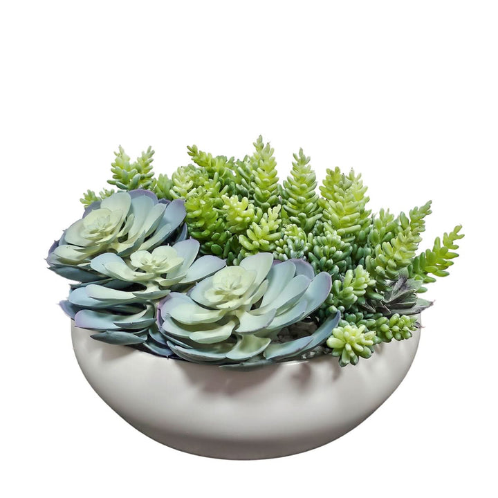 Succulents in Round Ceramic Bowl. FH:7"