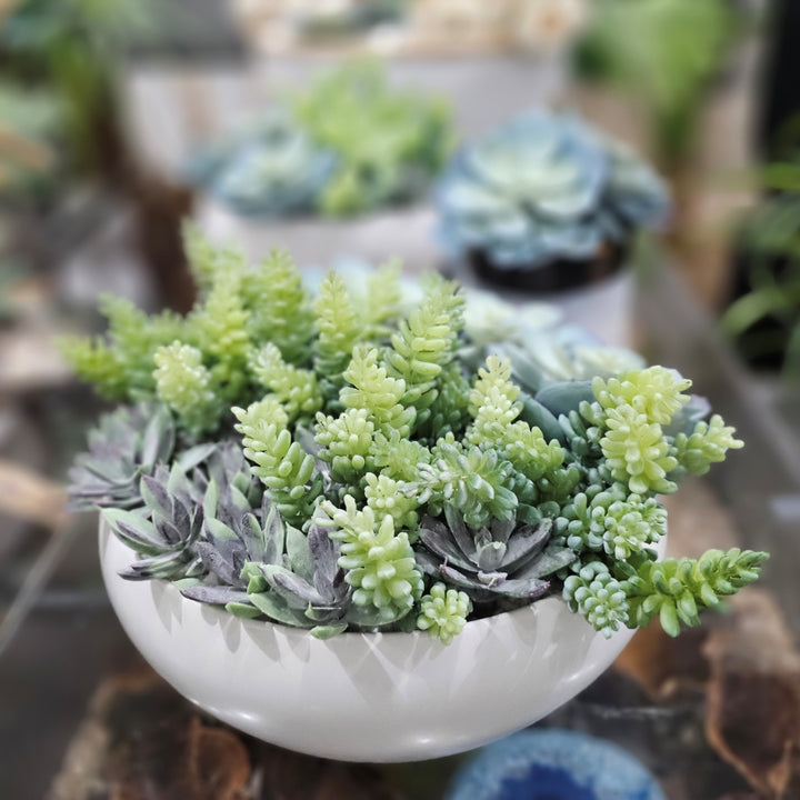 Succulents in Round Ceramic Bowl. FH:7"