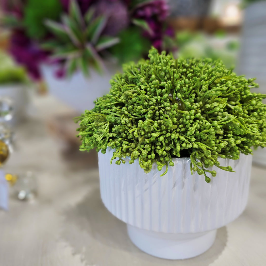 Sedum in Textured Round Footed Bowl.  FH:9"