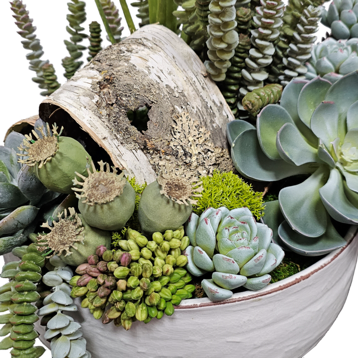 Succulents with Natural Birch Bark in Ceramic Bowl. FH:20"