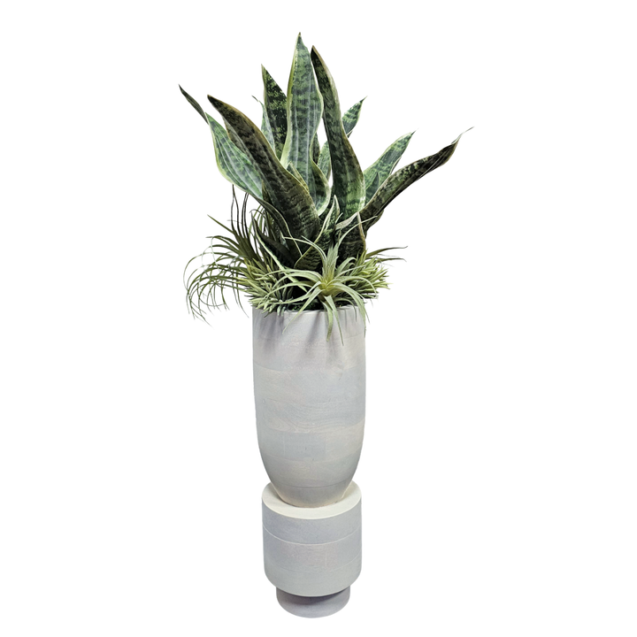 Sansevieria with Tillandsia in Washed Wood Vase. 30"H