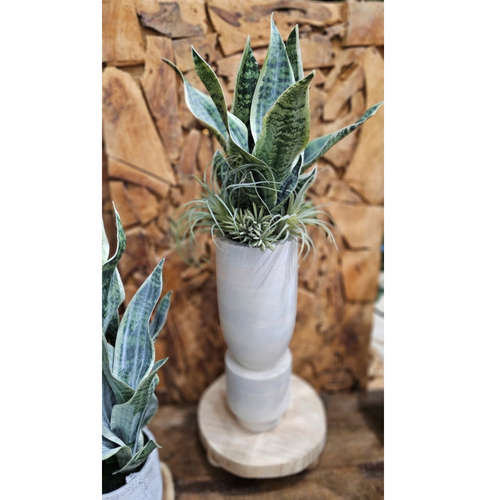 Sansevieria with Tillandsia in Washed Wood Vase. 30"H