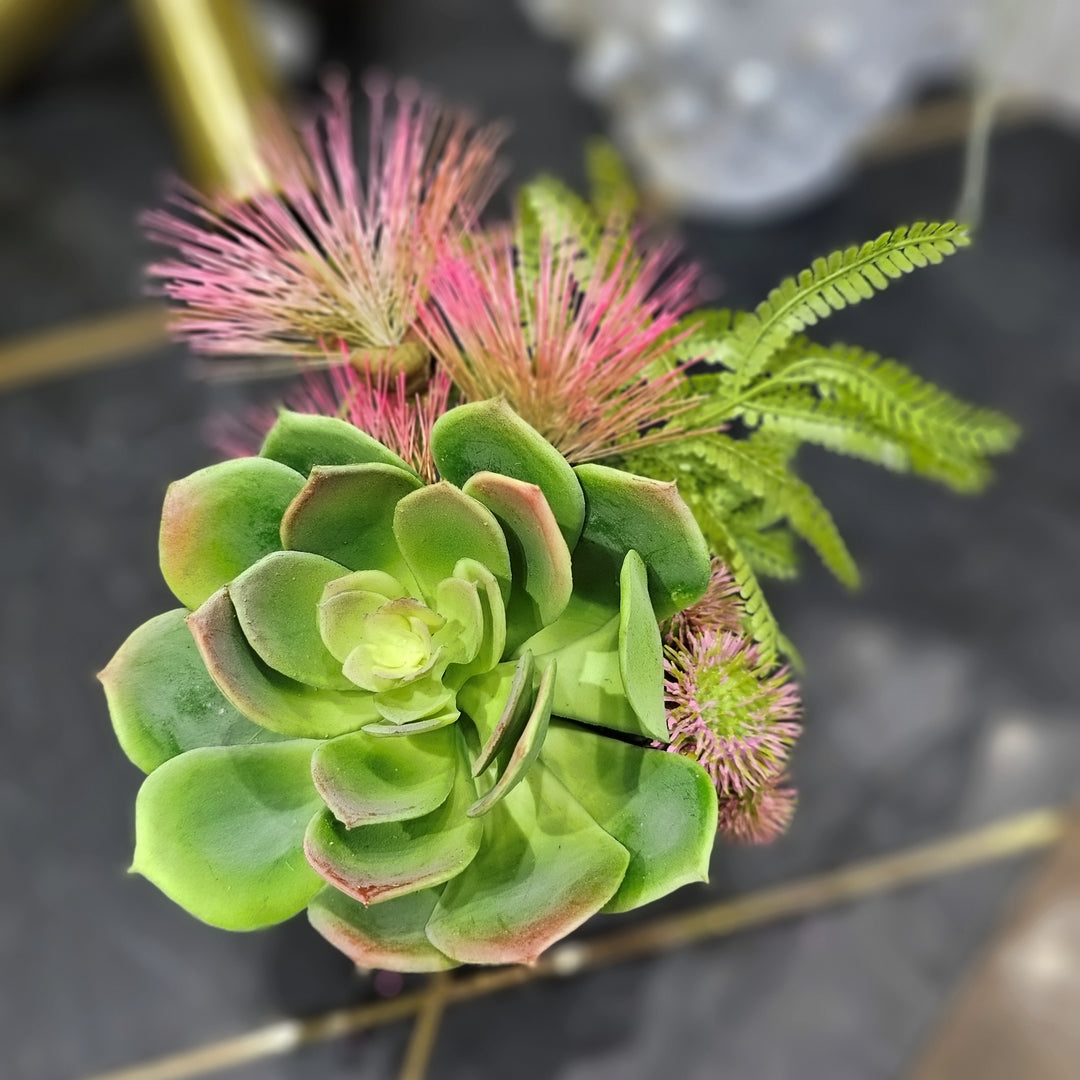 Echeveria with Lion's Tail and Pods in Container.  FH: 7.5"