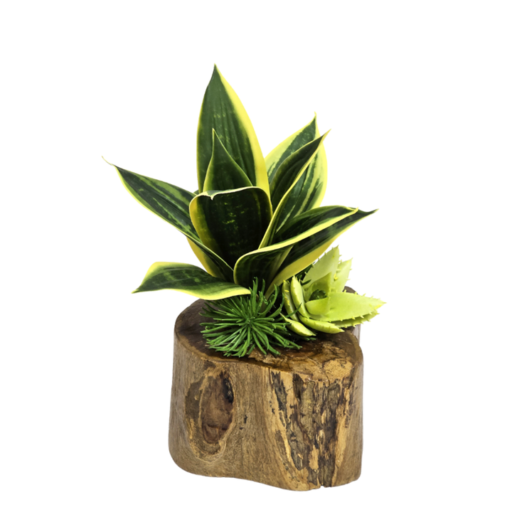 Sanseveria with Citron Aloe in Wood. FH: 10"H