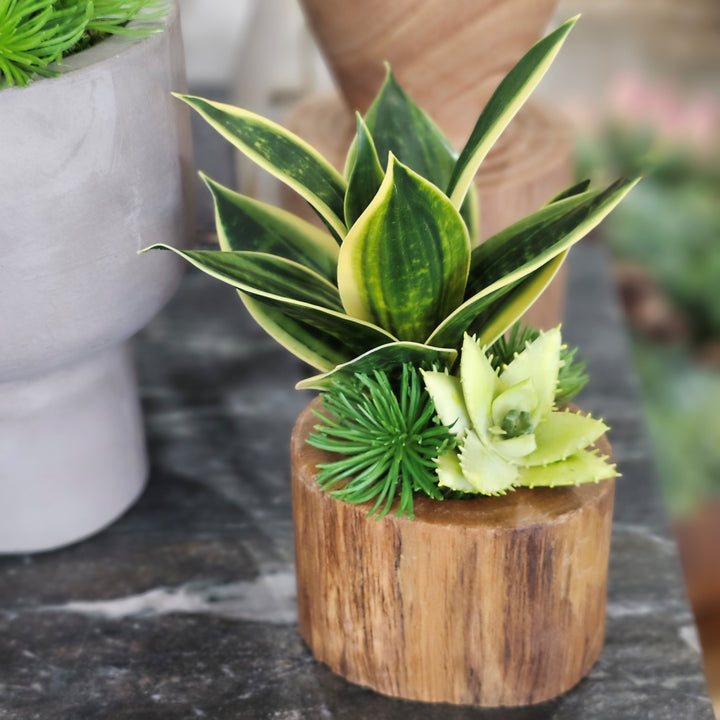 Sanseveria with Citron Aloe in Wood. FH: 10"H