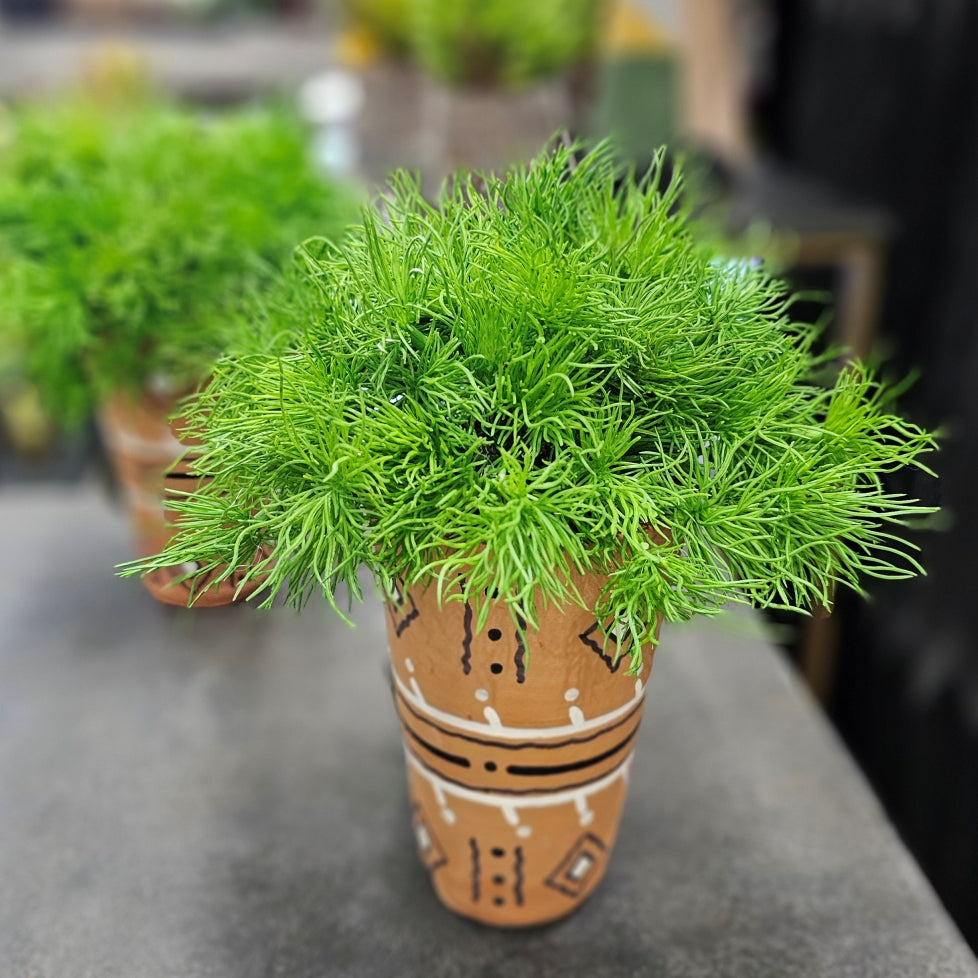 Curly Grass Bush in Patterned Terra Cotta. FH:10"