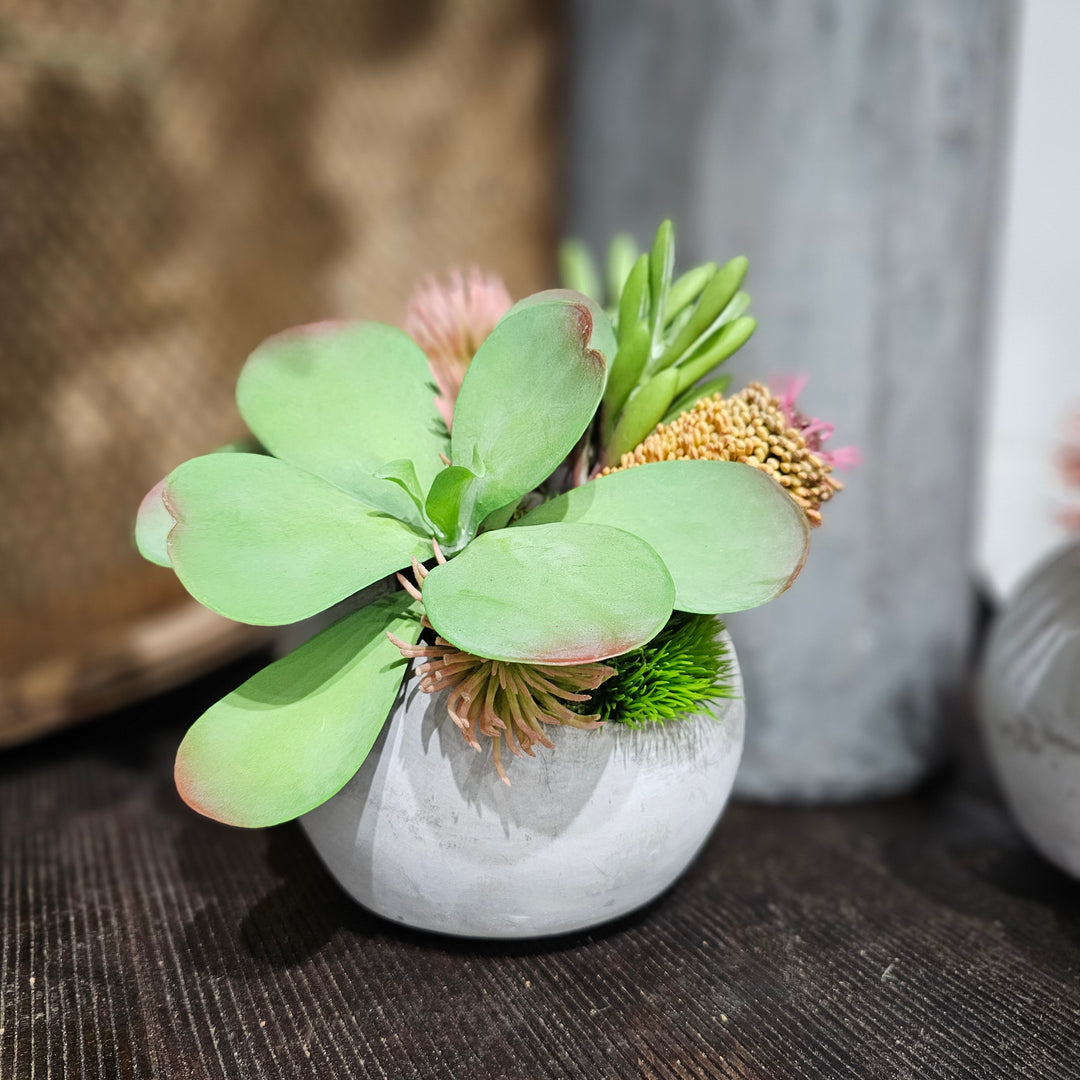 Kalanchoe, Banksia and Thistle in Concrete Sphere 8.5"H