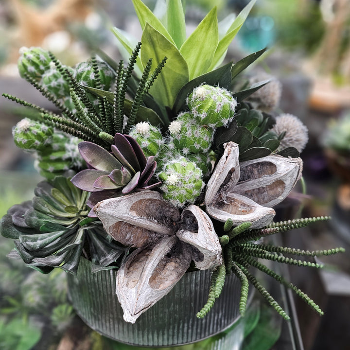 Barrel Cactus, Sora Pods, Tillandsia and Aeonium in Ribbed Metal Bowl 15"H