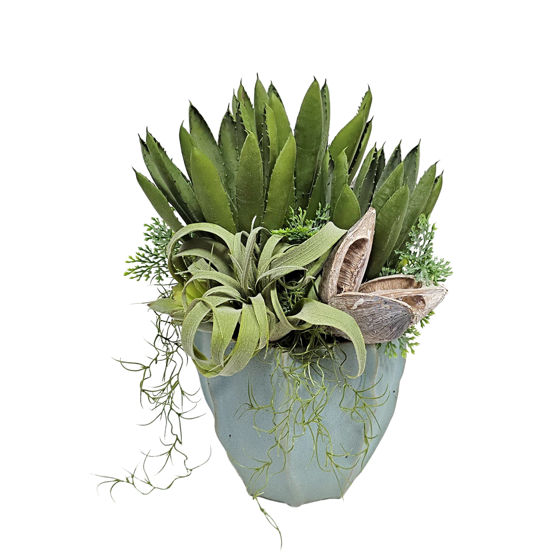 Agave, Cypress Bush, Tillandsia and Sora Pod in Ceramic Container. 15"H