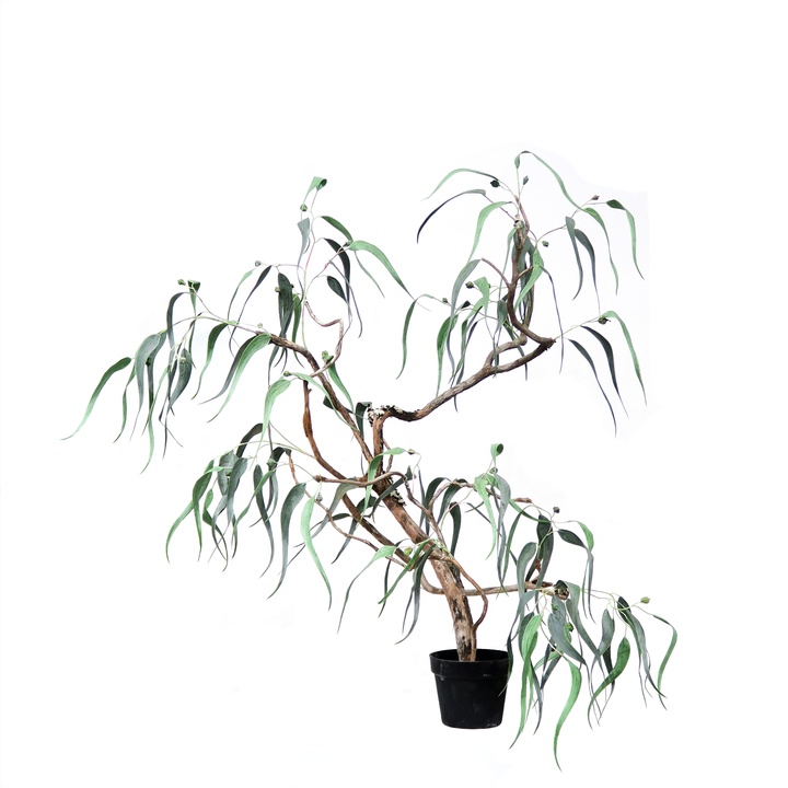 Eucalyptus Tree in Grow Pot 48"H