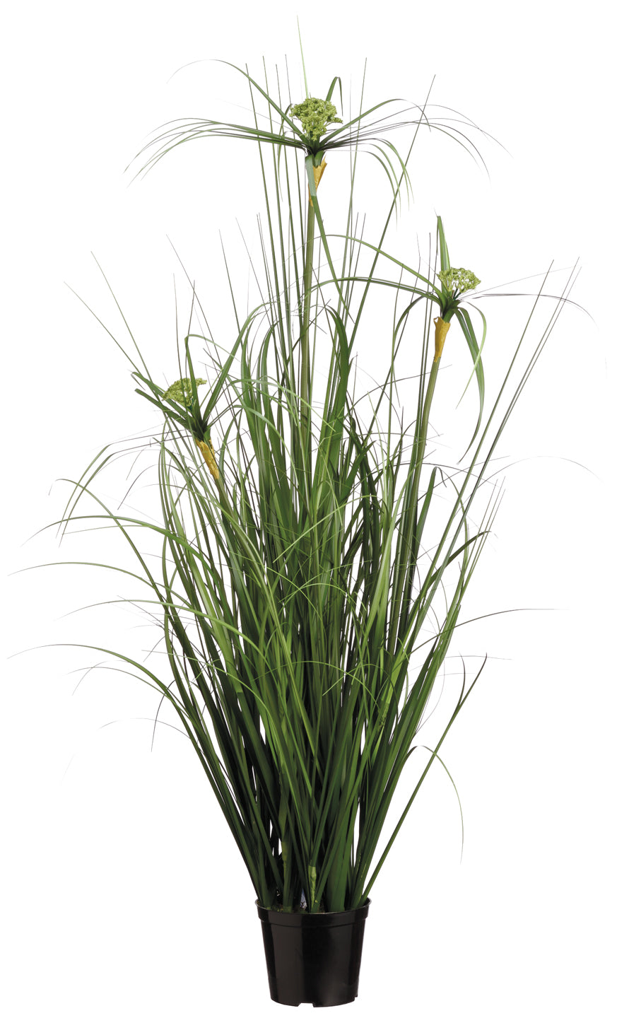 Premade Cypress Grass Bush in Growers Pot FH: 40"