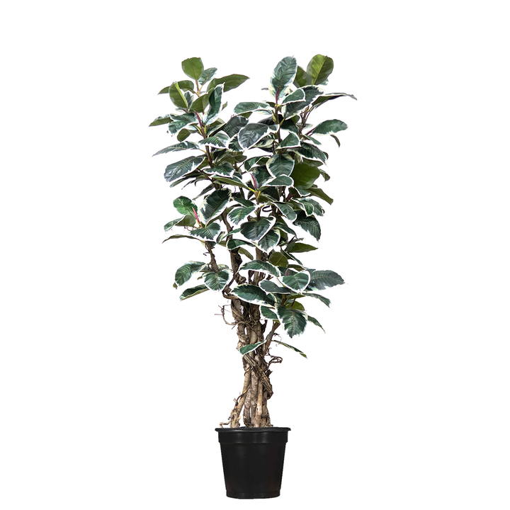 Rubber Leaf Tree w/Vines in Growers Pot 7.5'H