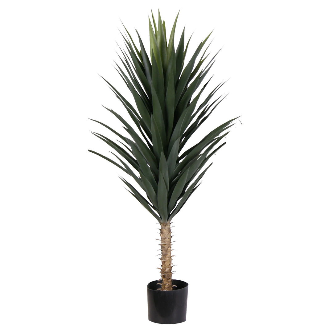 Premade Agave in Growers Pot FH: 48"