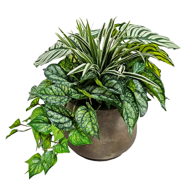 Stripe Peperomia, Grass and Hanging Greenery in Container FH: 15"H