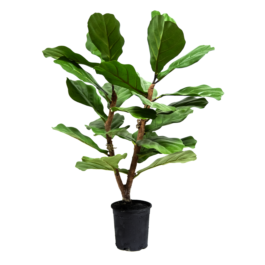 Fiddle Leaf Plant in Grow Pot. FH: 27"H