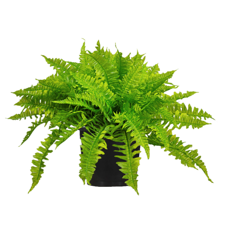 Boston Fern in Growers Pot.  FH: 25"