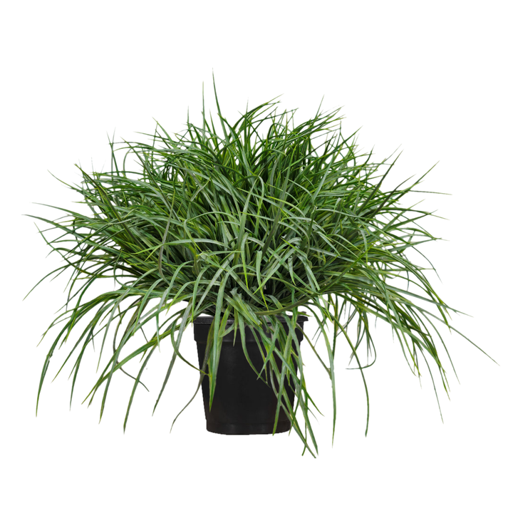 Blue Green Grass in Growers Pot FH: 25"