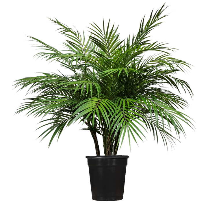 Areca Palm in Growers Pot  FH: 35"