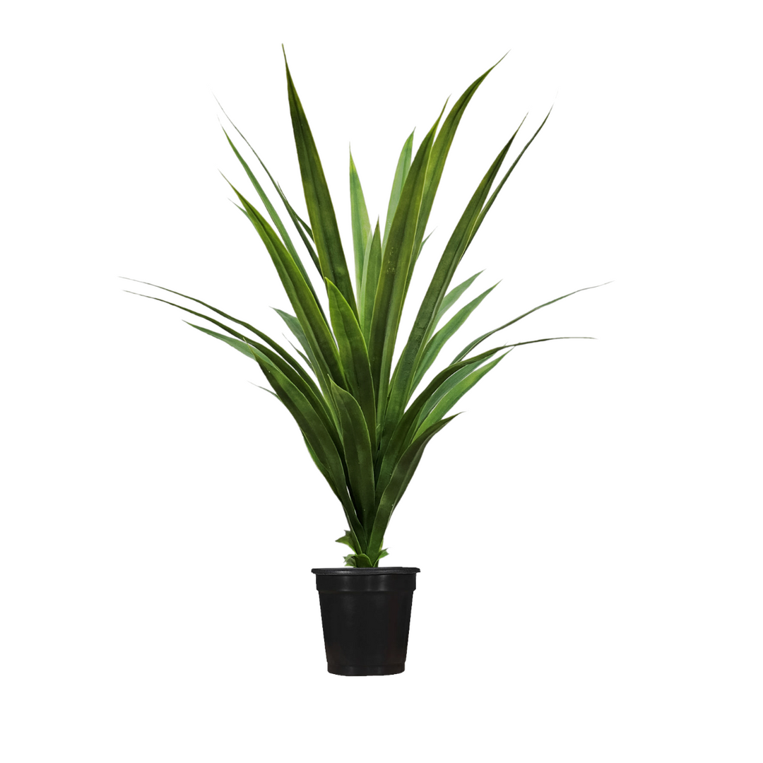 Dracaena in Growers Pot  FH: 38"