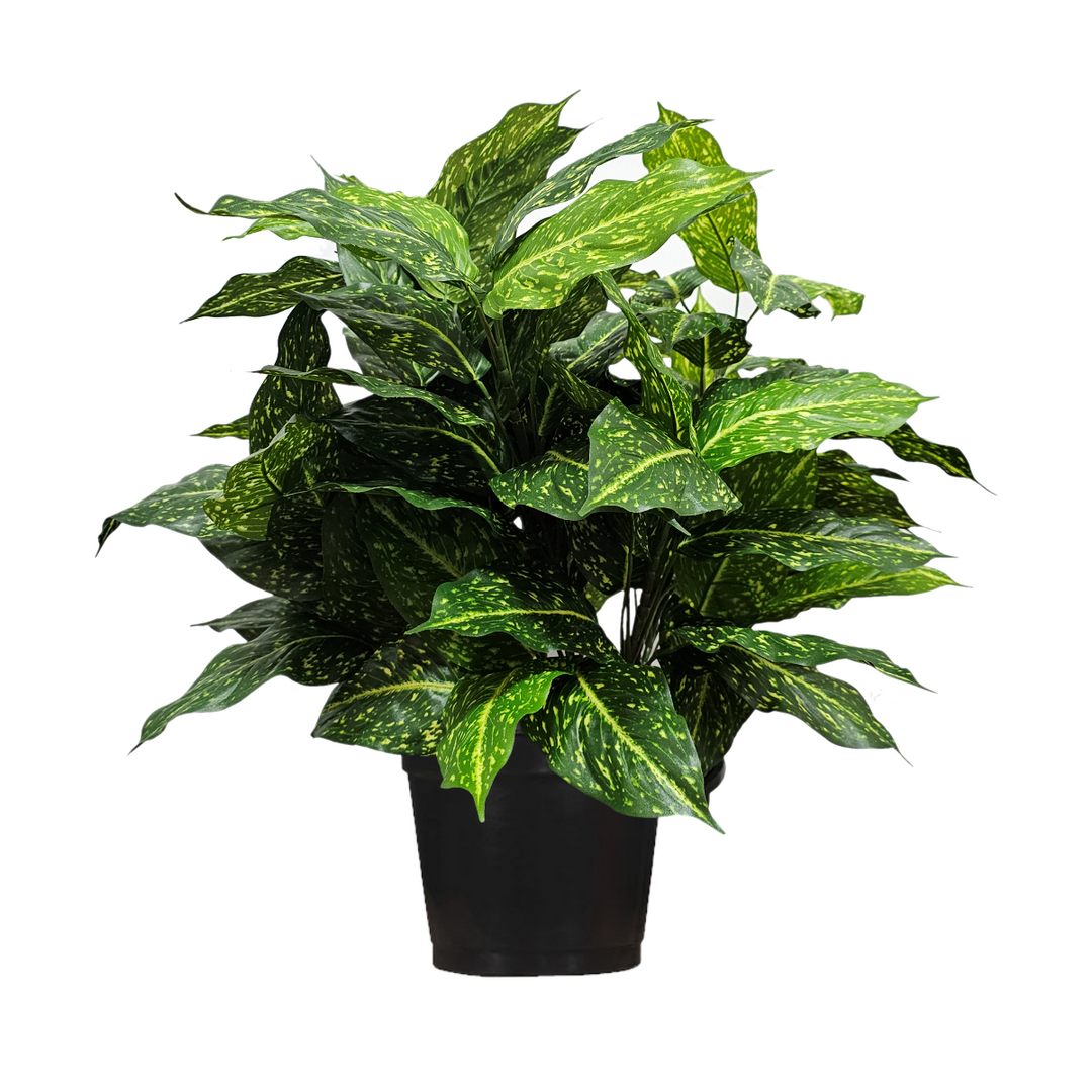 Acuba Plant in Growers Pot  FH: 27"