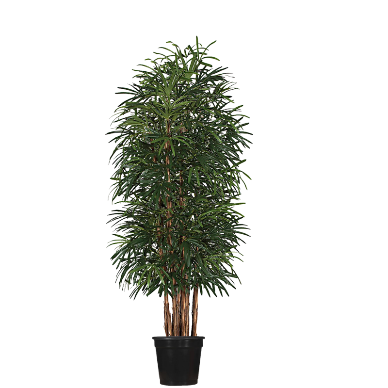 Raphis Palm Tree in Grow Pot - Various Sizes Available