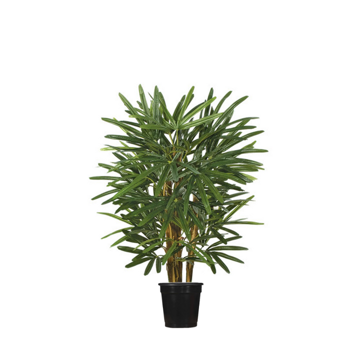 Raphis Palm Tree in Grow Pot - Various Sizes Available