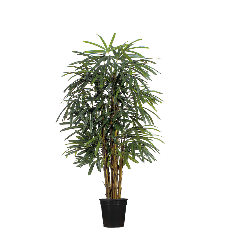 Raphis Palm Tree in Grow Pot - Various Sizes Available