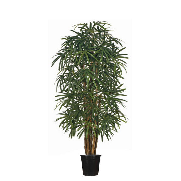 Raphis Palm Tree in Grow Pot - Various Sizes Available