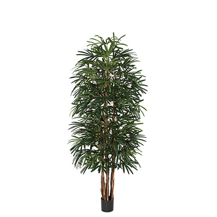 Raphis Palm Tree in Grow Pot - Various Sizes Available