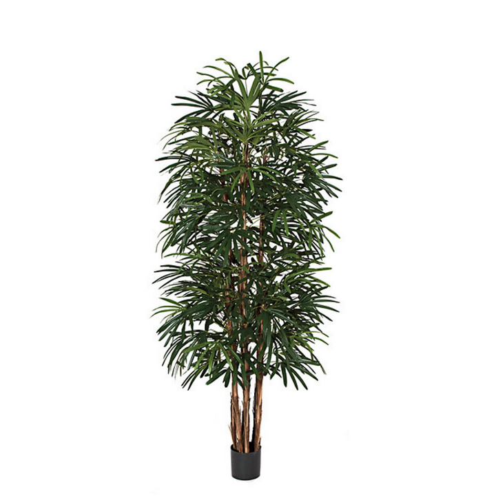 Raphis Palm Tree in Grow Pot - Various Sizes Available