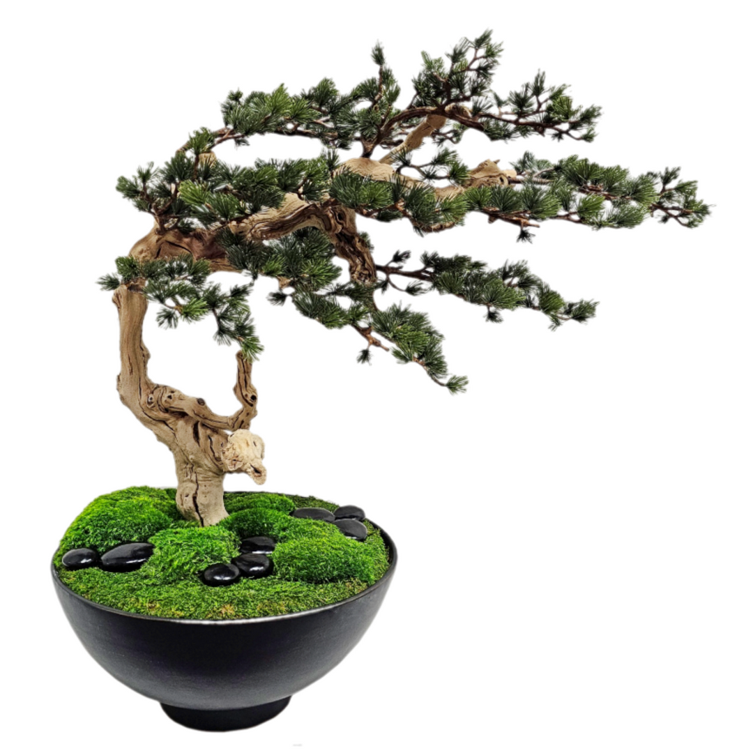 Bonsai Tree with Ming Pine on Grapewood in Bowl with Mosses and Rocks FH: 32"H