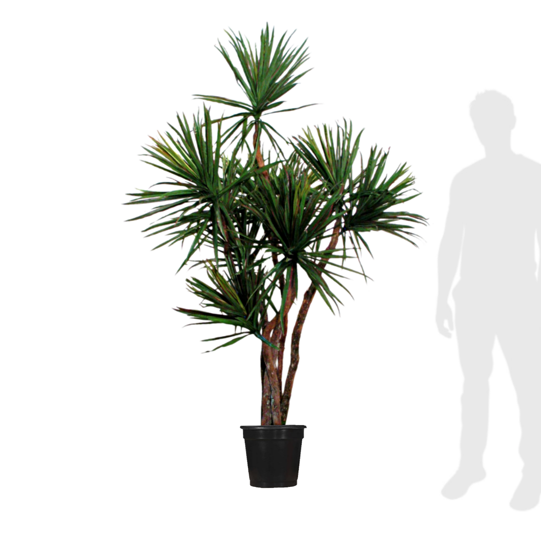 Dracaena Tree with Hand Drilled Foliage on Natural Dragonwood Trunks in Growers Pot - various sizes available