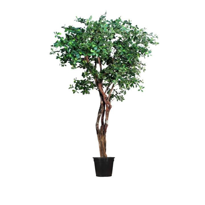 Black Olive Tree on Multi Trunks in Growers Pot - Various sizes available