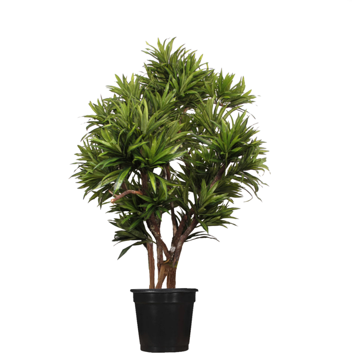 Dracaena Reflexa on Multi Trunks - Various sizes available