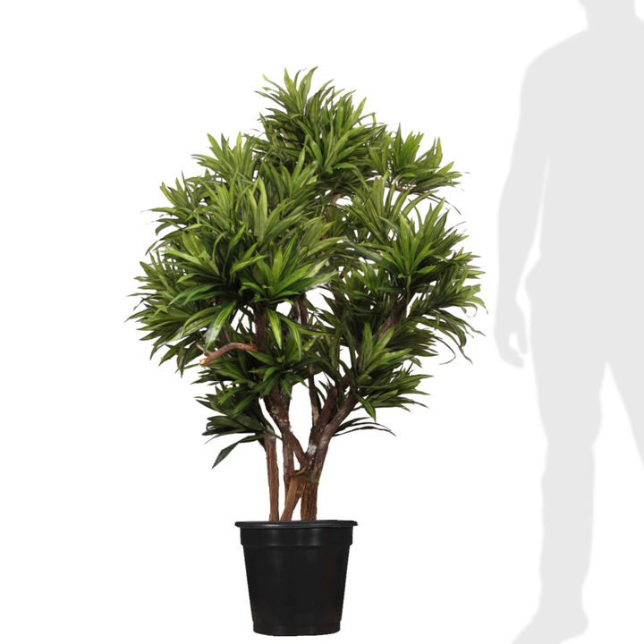 Dracaena Reflexa on Multi Trunks - Various sizes available