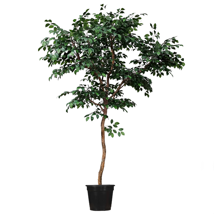 Camelia Tree on Single Trunk - Various Sizes Available