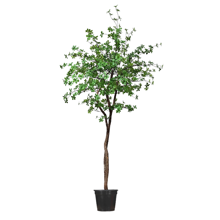 Chestnut Leaf Tree on Single Trunk - Various Sizes Available