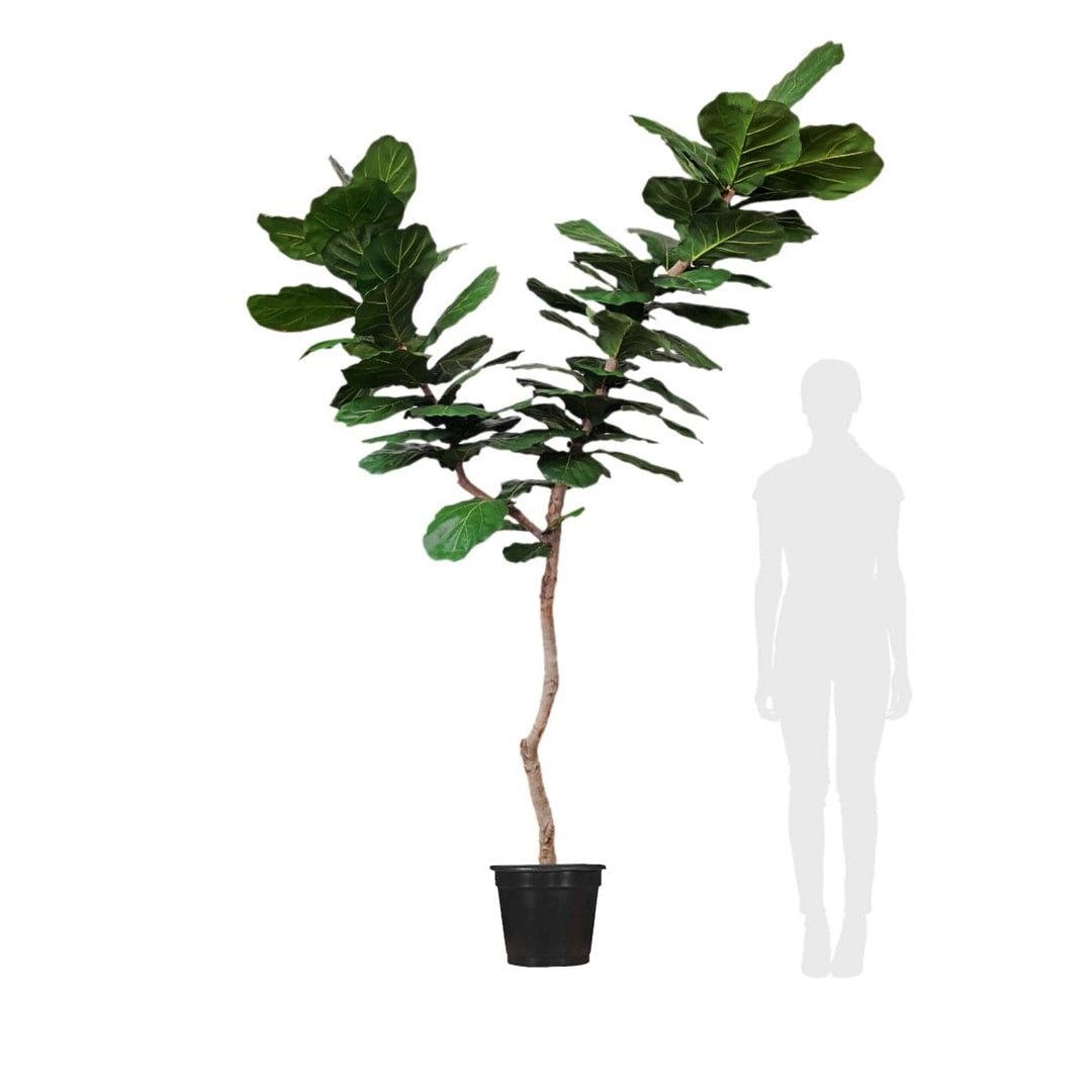 Fiddle Leaf Tree on Single Trunk Y Style in Growers Pot (shown 10'H - other sizes available)