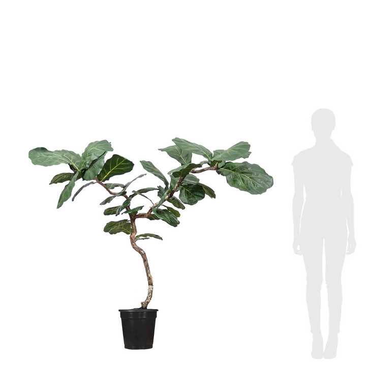 Fiddle Leaf Tree on Single Trunk Y Style in Growers Pot (shown 10'H - other sizes available)