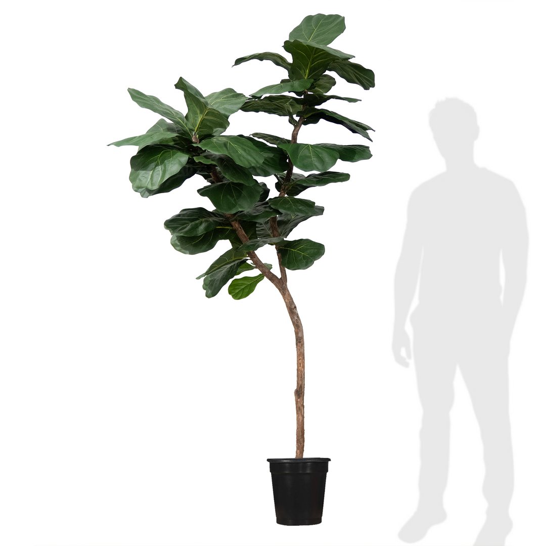 Fiddle Leaf Tree on Single Trunk Y Style in Growers Pot (shown 10'H - other sizes available)