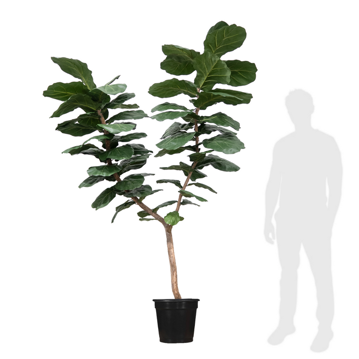 Fiddle Leaf Tree on Single Trunk Y Style in Growers Pot (shown 10'H - other sizes available)