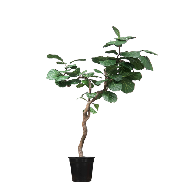 Fiddle Leaf Tree on Single Trunk Y Style in Growers Pot (shown 10'H - other sizes available)