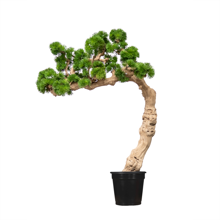 Bonsai with Spikey Grass on Grapewood in Growers Pot (shown 5'-3"H - other sizes available)