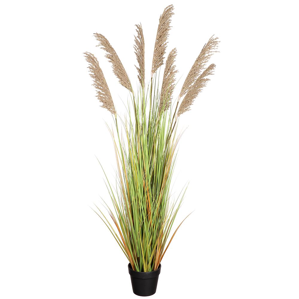 Premade Pampas Grass in Growers Pot FH: 59