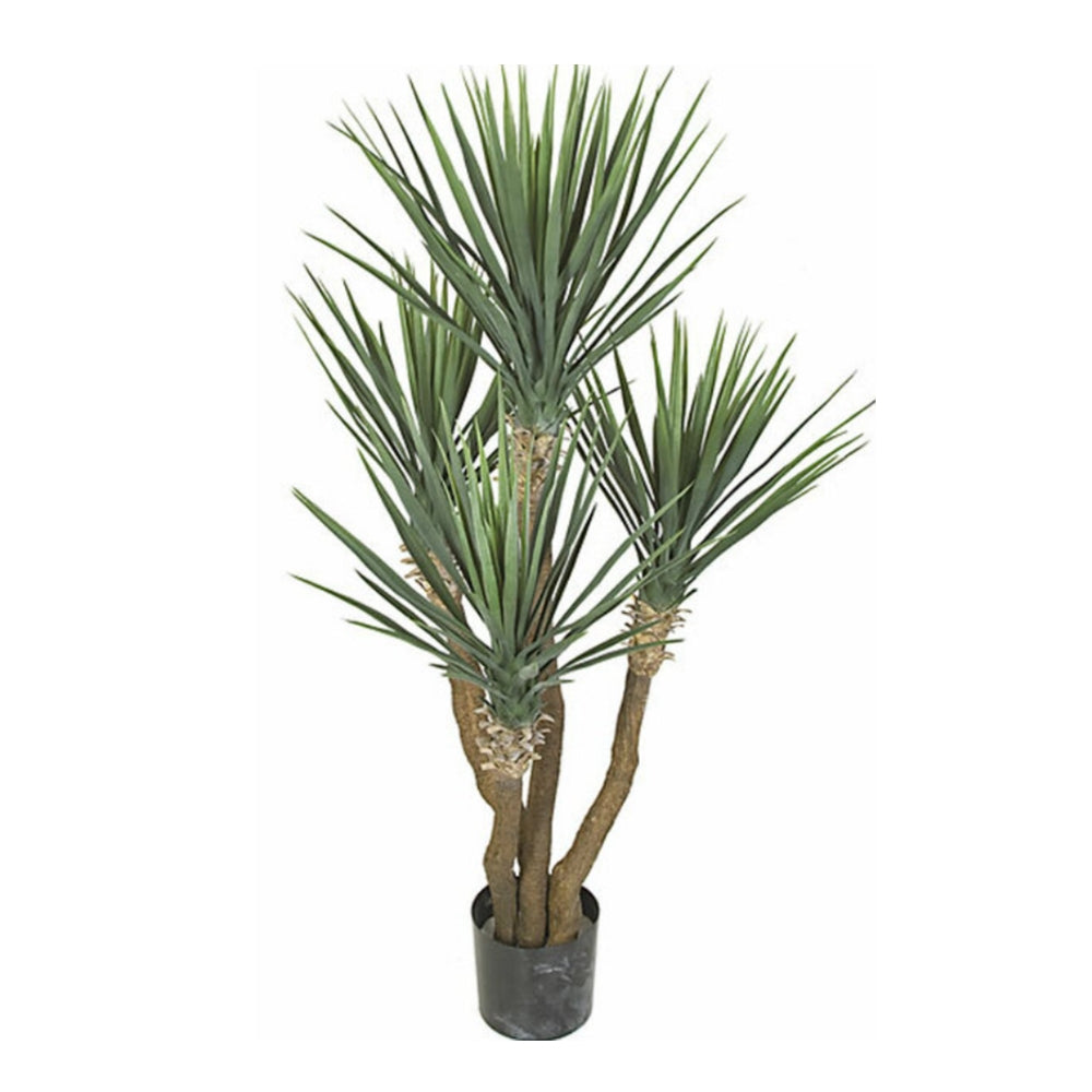 UV Protected Rostrata Yucca in Growers Pot 57"H