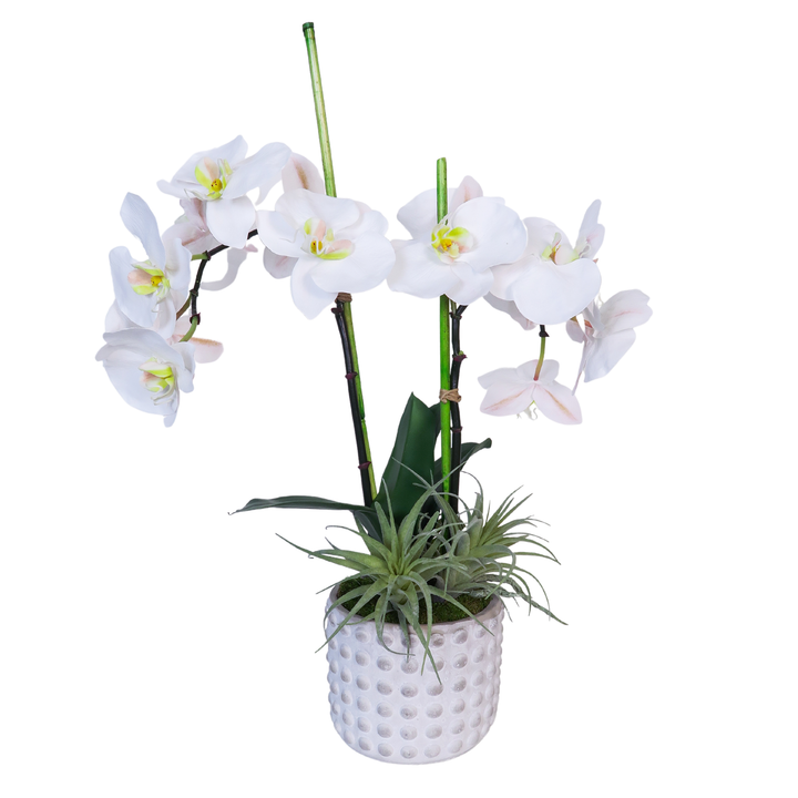 Orchid Phalaenopsis with Bamboo and Tillandsia in Pot